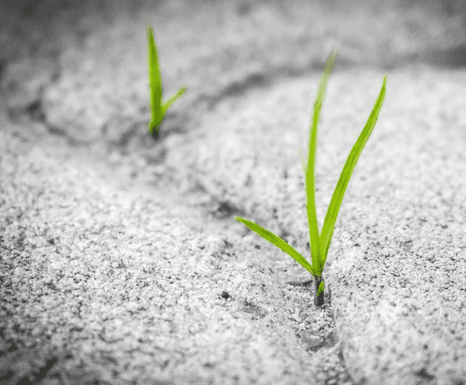 American-Moroccan Team Invents New Seed Coating To Combat Drought