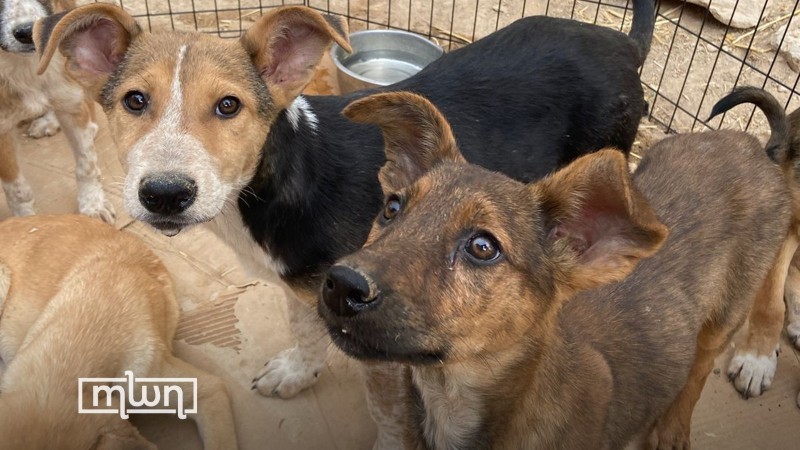 Animal Shelter in Agadir Renews Appeal For More Solidarity Against Eviction Order