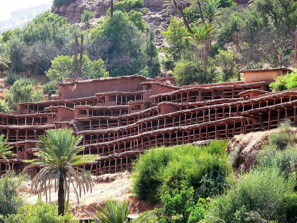 Bees Desert the World’s Oldest Farms in Morocco Amid Severe Drought