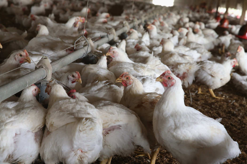 WHO on High Alert for Spread of Bird Flu