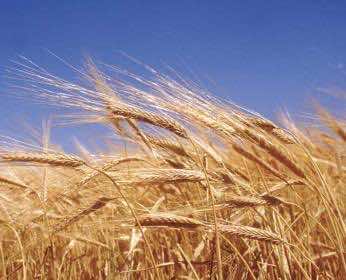 Morocco’s Cereal Harvest to Reach Record 11 Million Tons: Minister