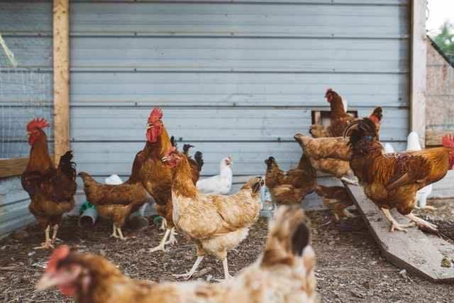 China’s Health Commission Reports First Human Case of H10N3 Bird Flu