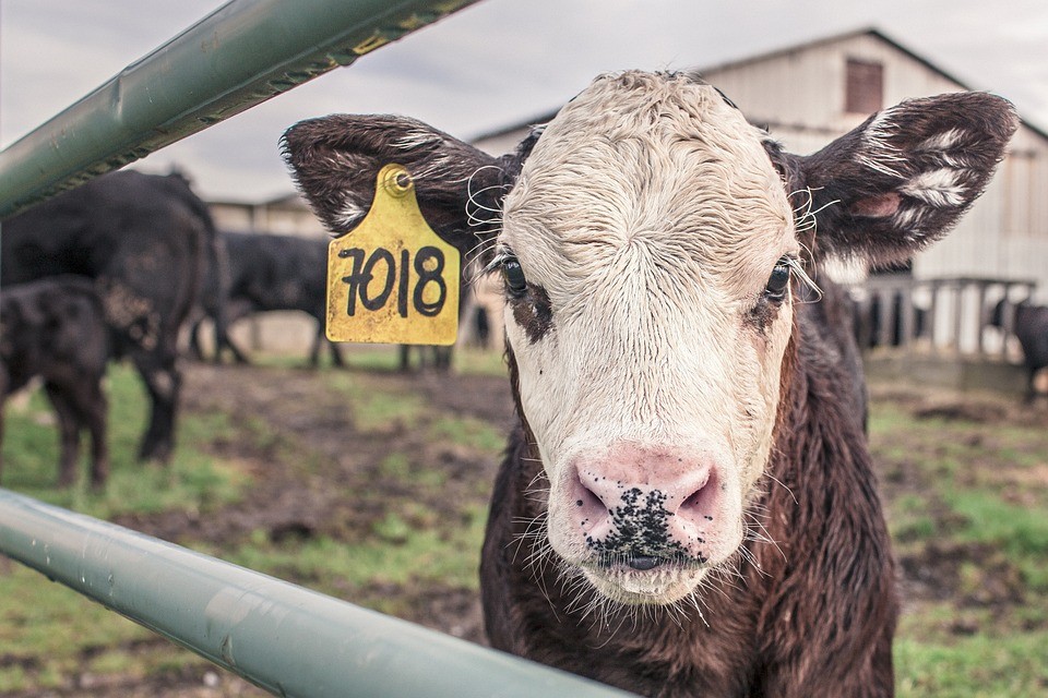 Cow Disease: Morocco Suspends Cattle Imports From UK, Northern Ireland