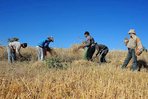 Steep Decline of Morocco’s Wheat Harvest Due to Lack of Rainfall