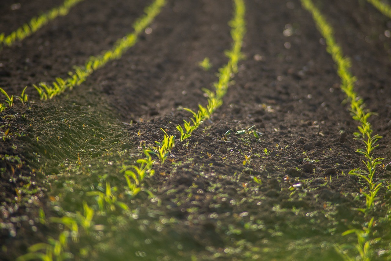 ‘DAUMTECH’: UM6P, Les Domaines Agricoles Create Joint Venture