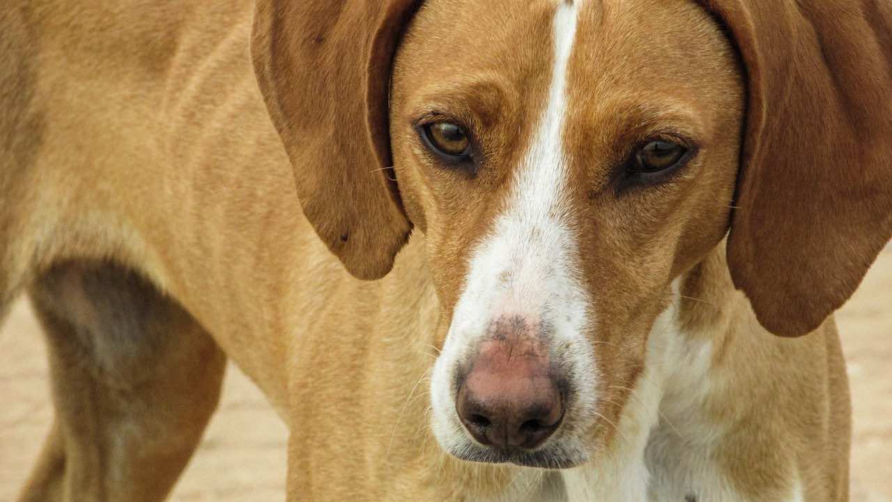 Let’s Get Real About Morocco’s Stray Dog Problem