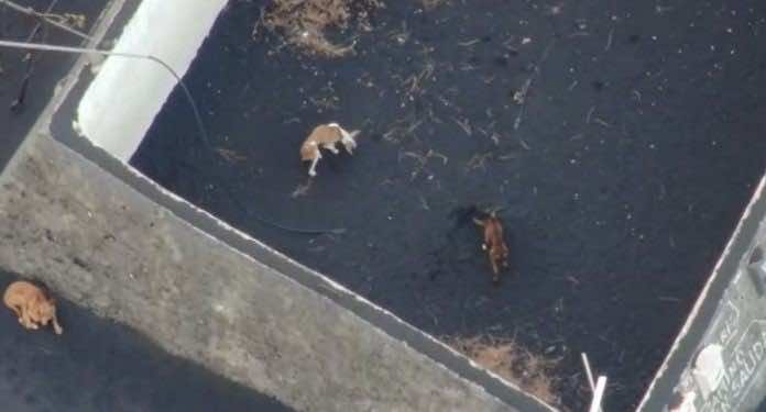 Drone Company Races to Rescue Dogs Stranded on La Palma