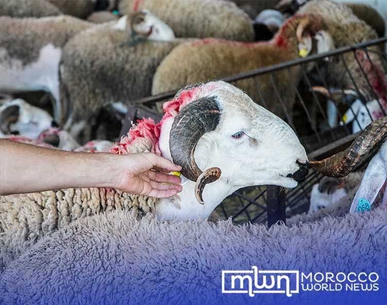 Eid Al Adha: Moroccan Minister Reassures Citizens on Livestock Offer