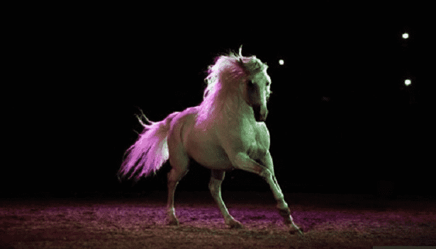 12th Annual Horse Show in Morocco Begins October 15