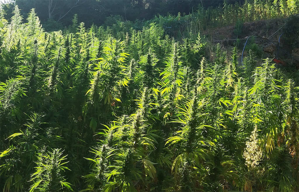 El Otmani’s Options: Three Paths Towards Legal Cannabis in Morocco