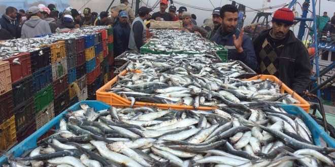 Fishing Activity Increases in Moroccan Ports in 2022
