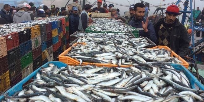 Fishing Industry Hits Rough Waters: Tan-Tan Sees 48% Drop in Landings