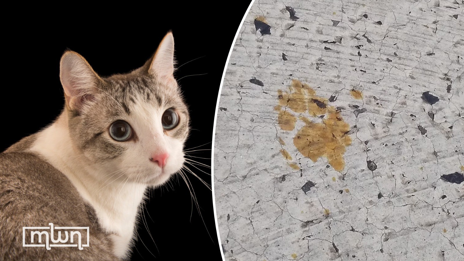 Gatecrashing Cats and Rats