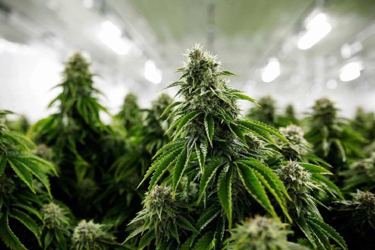 Government to Sign Cannabis Legislation During Upcoming Council