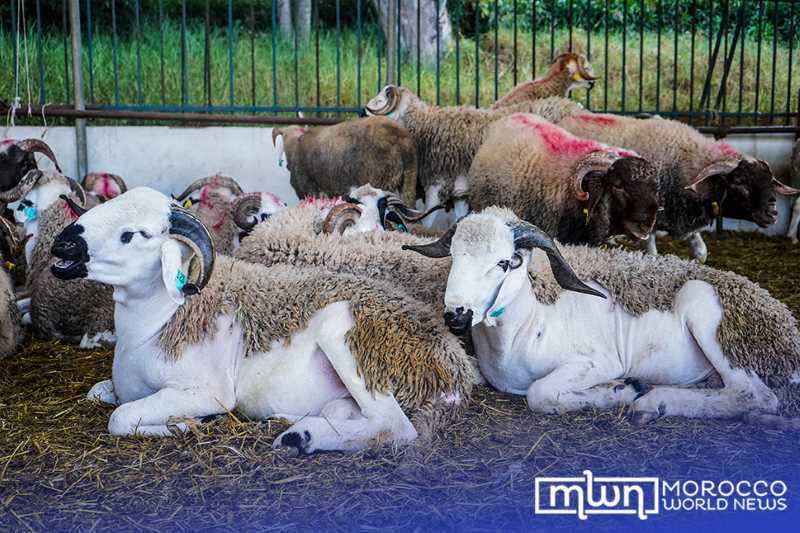 In Pictures: The Livestock Markets Leading up to Eid al-Adha