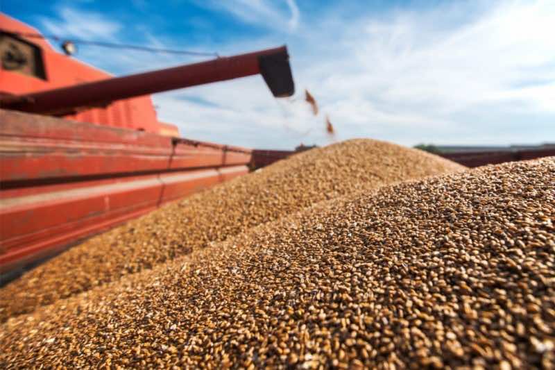 India to Boost Wheat Exports to North Africa Amid Ukraine Crisis