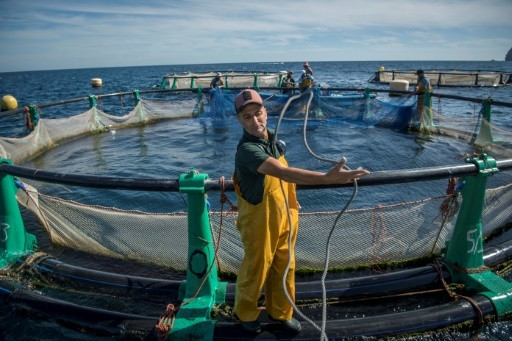 Israeli Company to Launch Aquaculture Project in Western Sahara