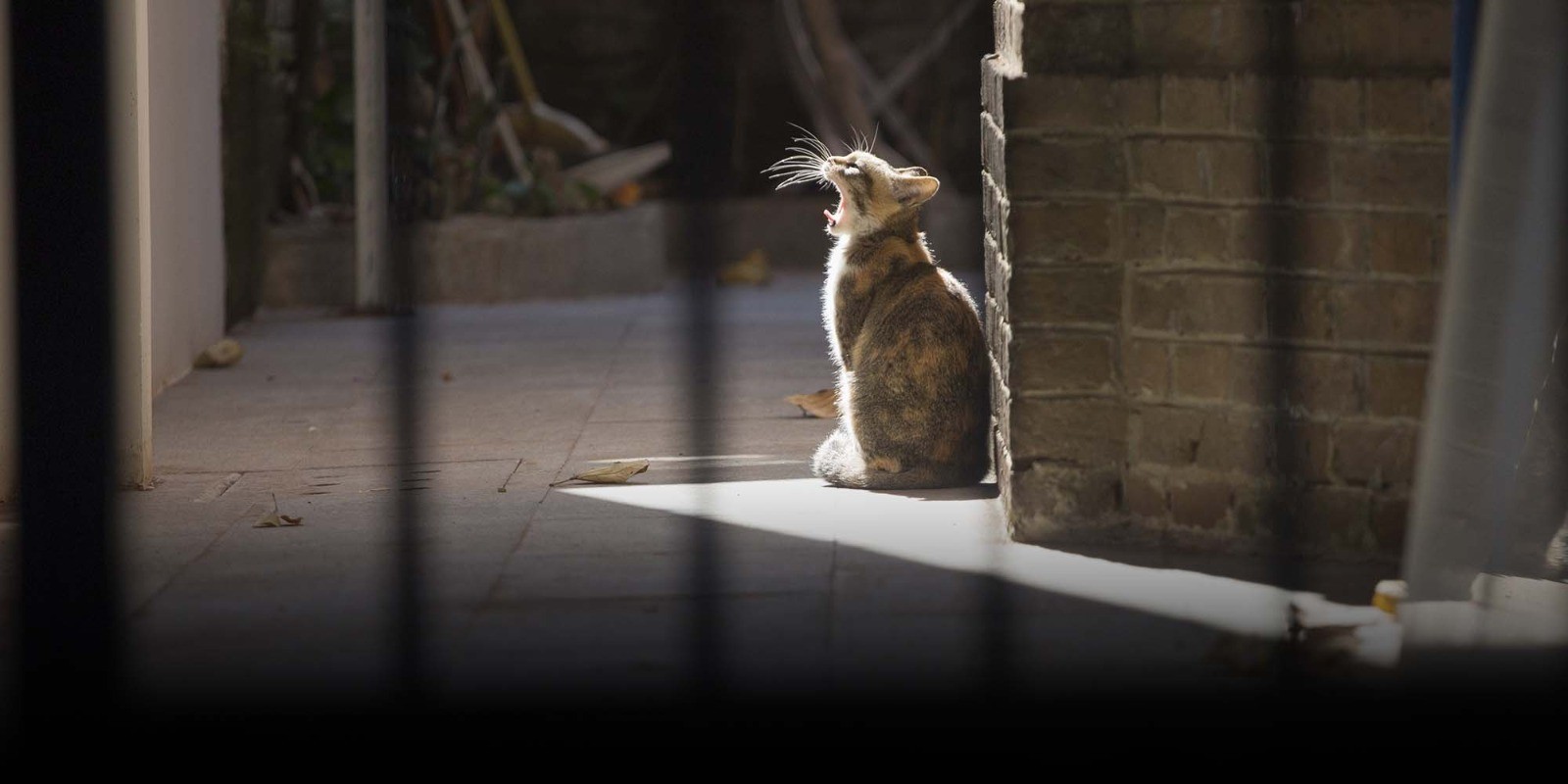 Moroccan Court Sentences Man to 3 Months in Prison for Killing Cat