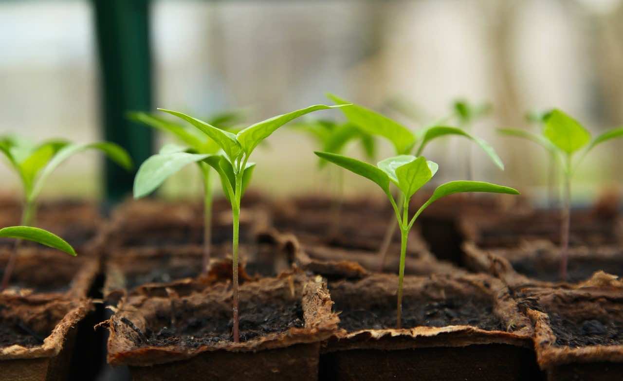 Moroccan-Dutch Partnership Unveils Horticultural Center in Agadir
