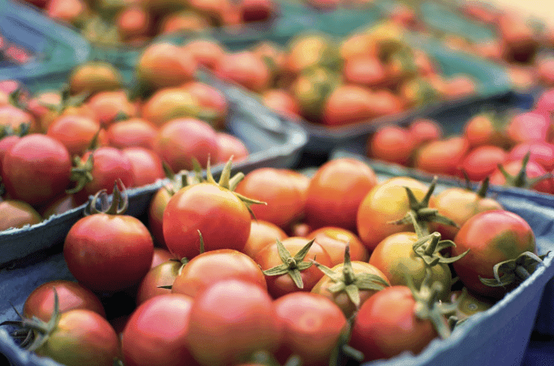 Moroccan Producer Poised to Benefit from Drop in France’s Tomato Yield