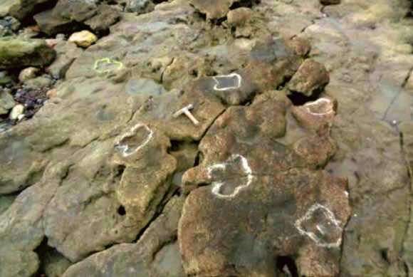 Moroccan Researcher Helps Discover ‘Youngest Dinosaur Footprints’ in UK