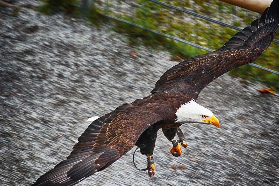 Moroccan Security Services Dismantle Bird Trafficking Network