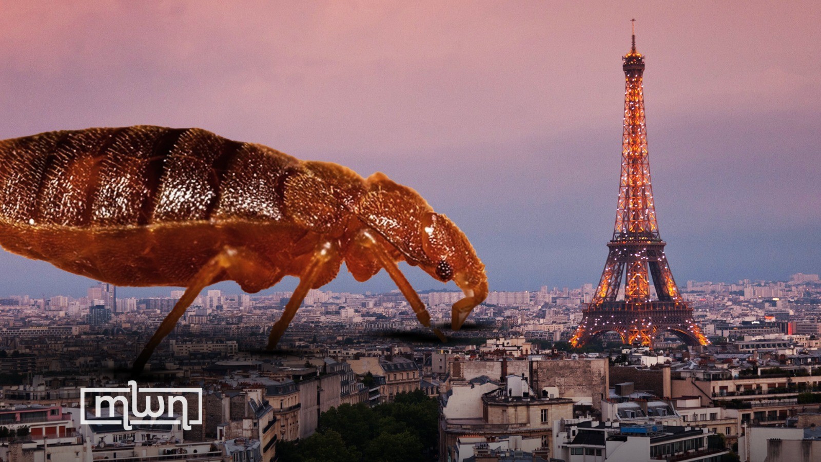 Morocco Activates Health Vigilance Measures to Prevent Bed Bug Outbreak