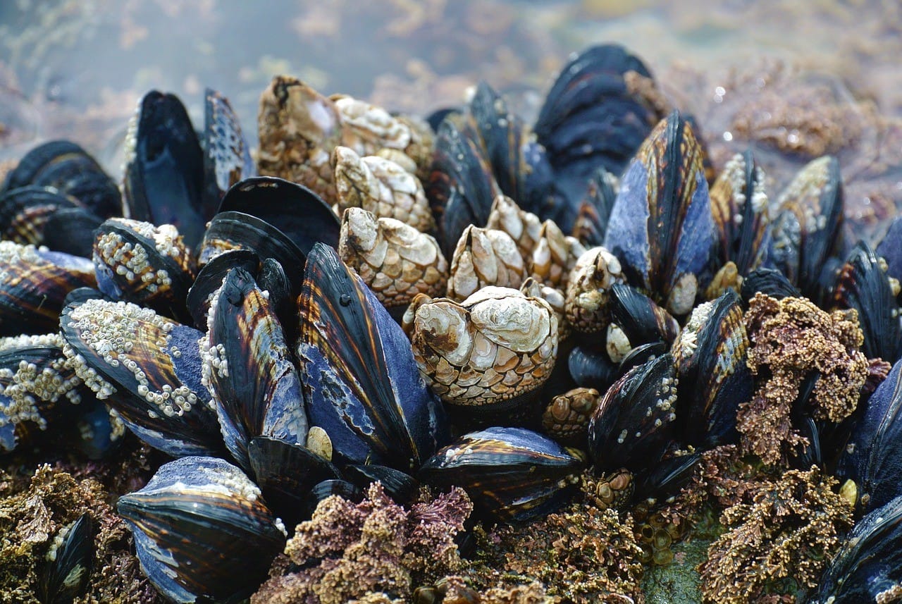 Morocco Bans Shellfish Caught Near Essaouira