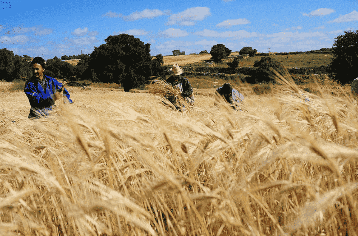 Morocco Diversifies Wheat Supply Sources Amid Ukraine War