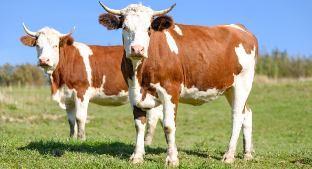 Morocco Extends Suspension on Red Meat Import Duties