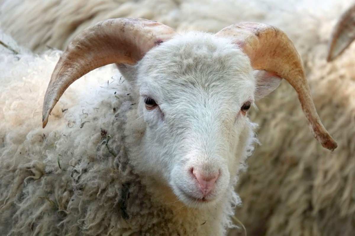Morocco Has More Than Enough Livestock Ahead of Eid Al Adha