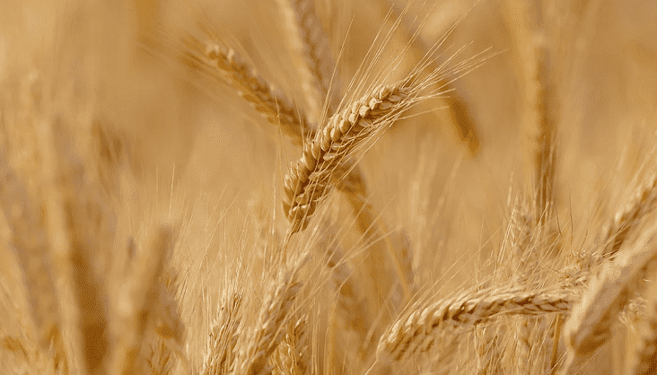 Morocco Increases Grains Subsidies Amid Supply Bottleneck