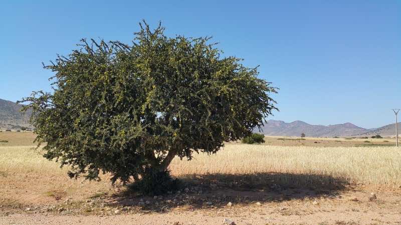 Morocco Invests $10.7 Billion on Oasis and Argan Zones