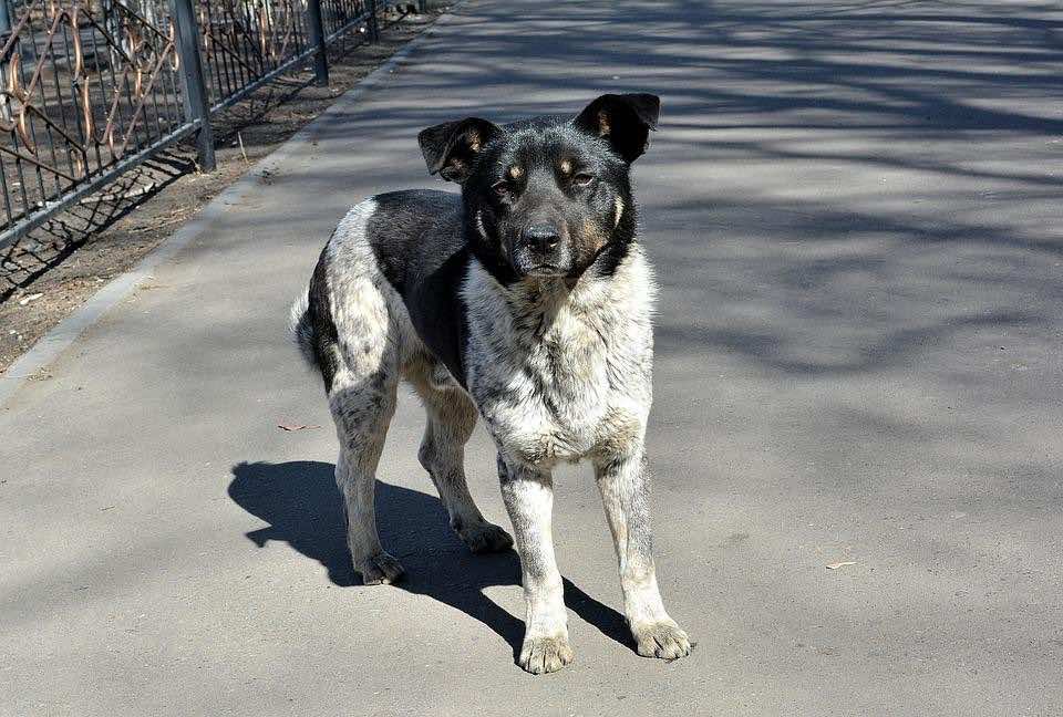 Morocco Launches Sterilization, Vaccination Campaign for Stray Dogs