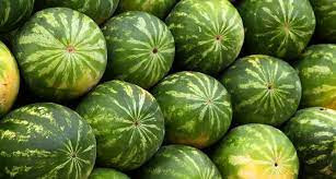 Morocco Overtakes Italy As Second Largest Watermelon Supplier to EU