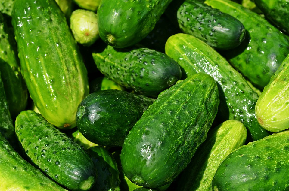 Morocco’s Exports of Cucumbers Reach 20,000 Tonnes in 2022