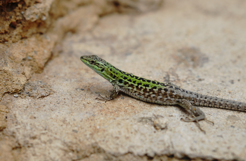 Morocco Thwarts Illegal Trafficking of  Reptiles at Marrakech Airport