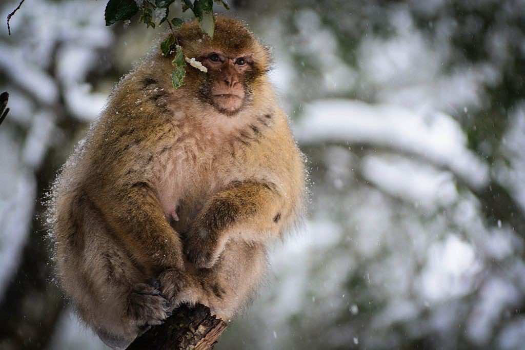 Morocco to Resettle Barbary Macaques in Taza Forests