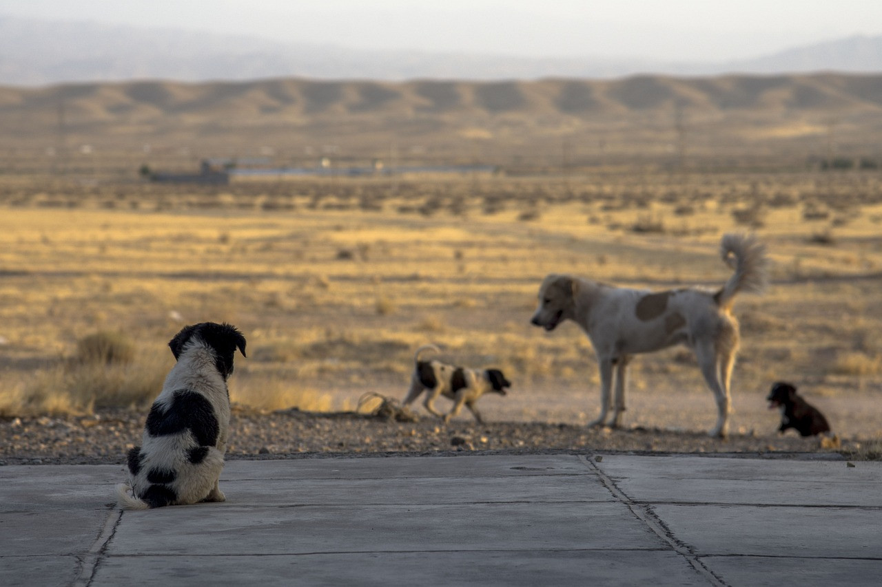 Morocco Urges Local Authorities to End Use of Firearms, Poison Against Stray Dogs