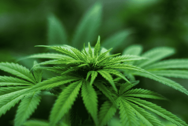 Morocco, US Collaborate to Train Farmers and Doctors in Cannabis Cultivation