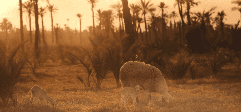 Video: Fall in Love with Morocco in Under 5 Minutes