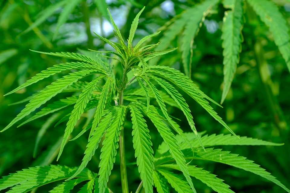 Morocco’s Cabinet Approves Draft Decree Legalizing Cannabis