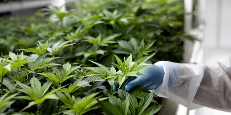 Morocco’s Cannabis Industry Expands Rapidly in 2024 Amid Regulatory Changes
