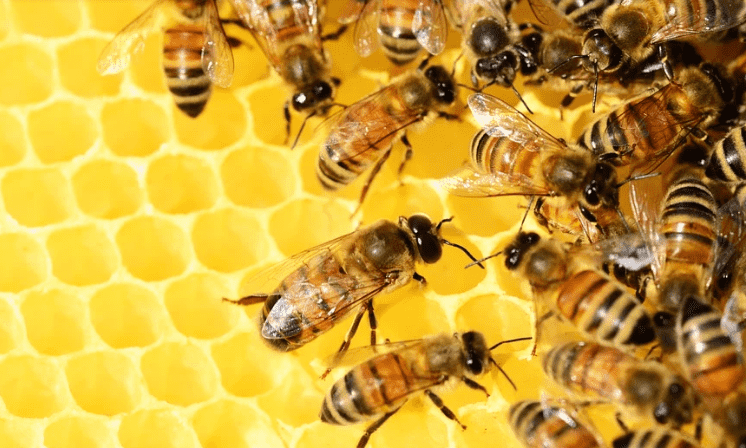 Morocco’s Food Safety Office Rules Out Disease as Cause of Bees Disappearance