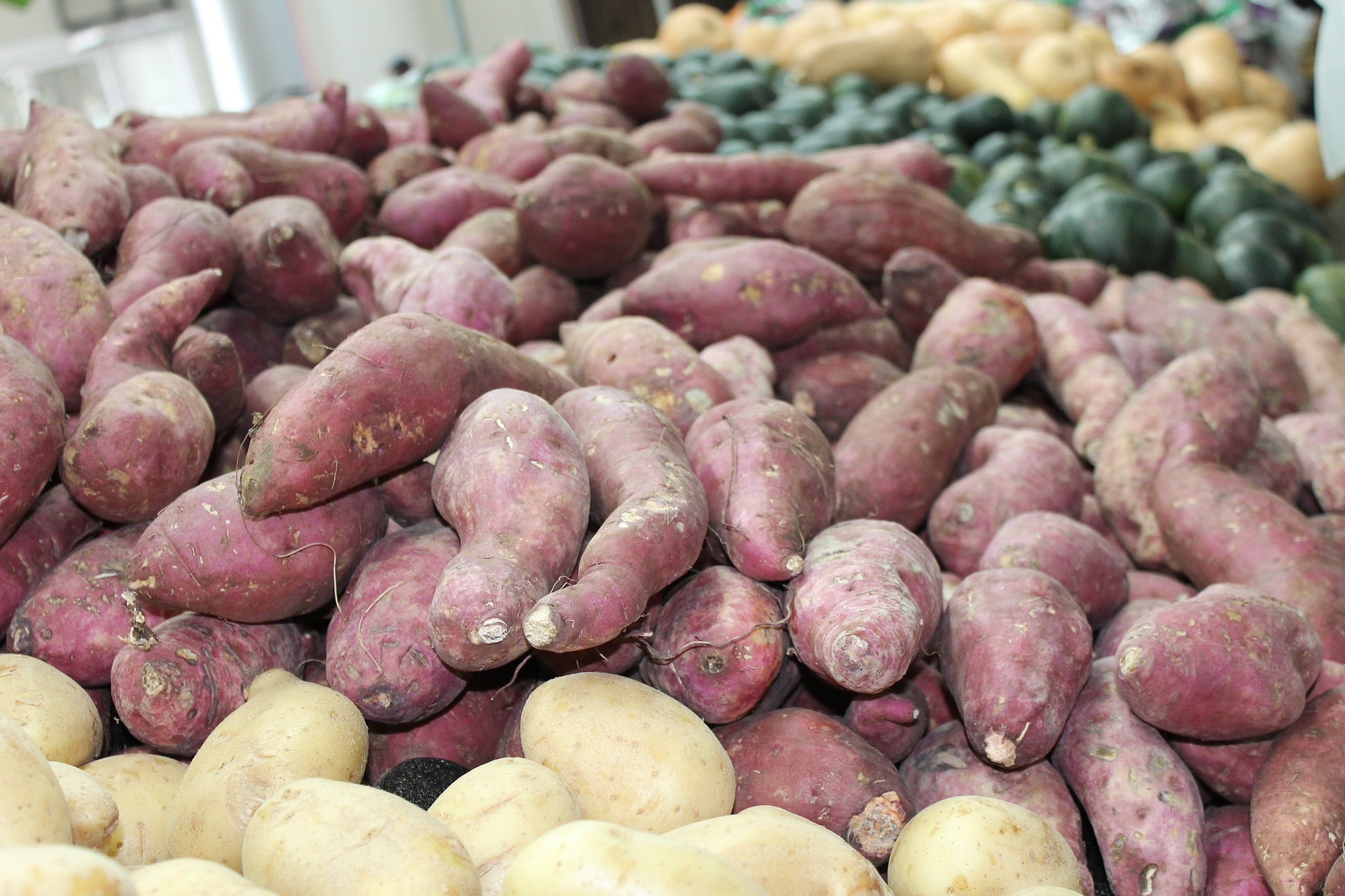 Morocco’s Sweet Potato Exports Increasing by 67% Per Year