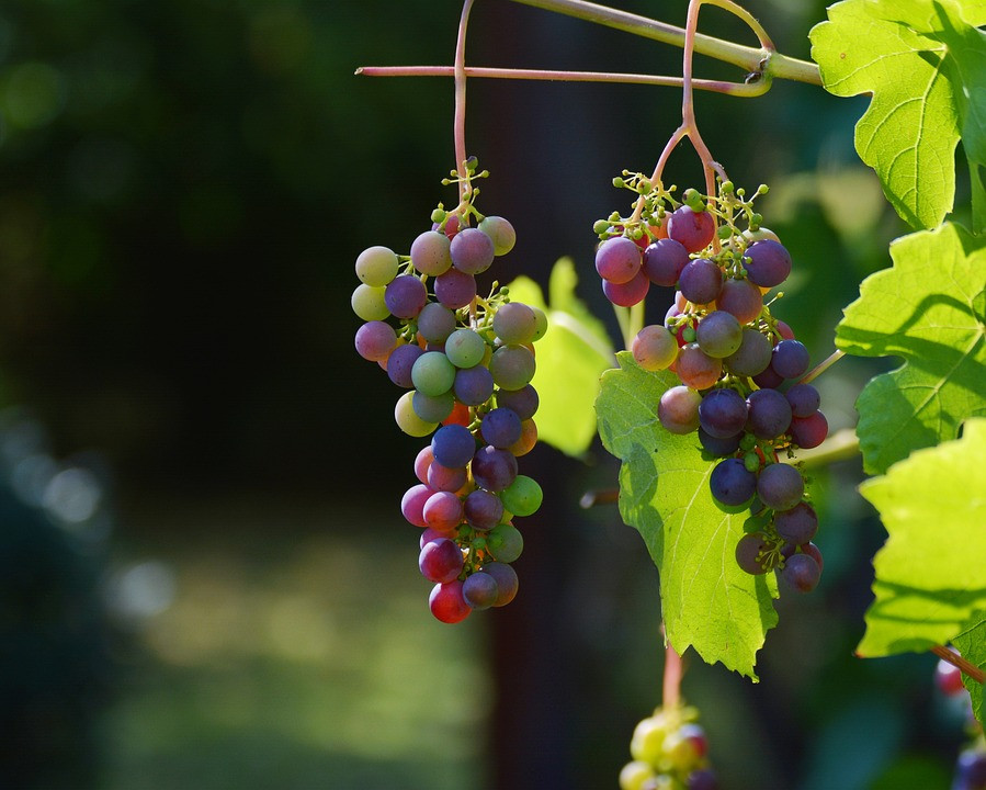 Morocco’s Table Grape Season Faces Challenges Due to Water Crisis