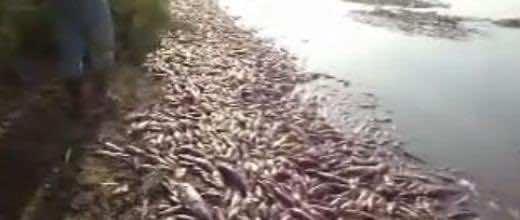 Fish Deaths and Pollution in a Moroccan River.