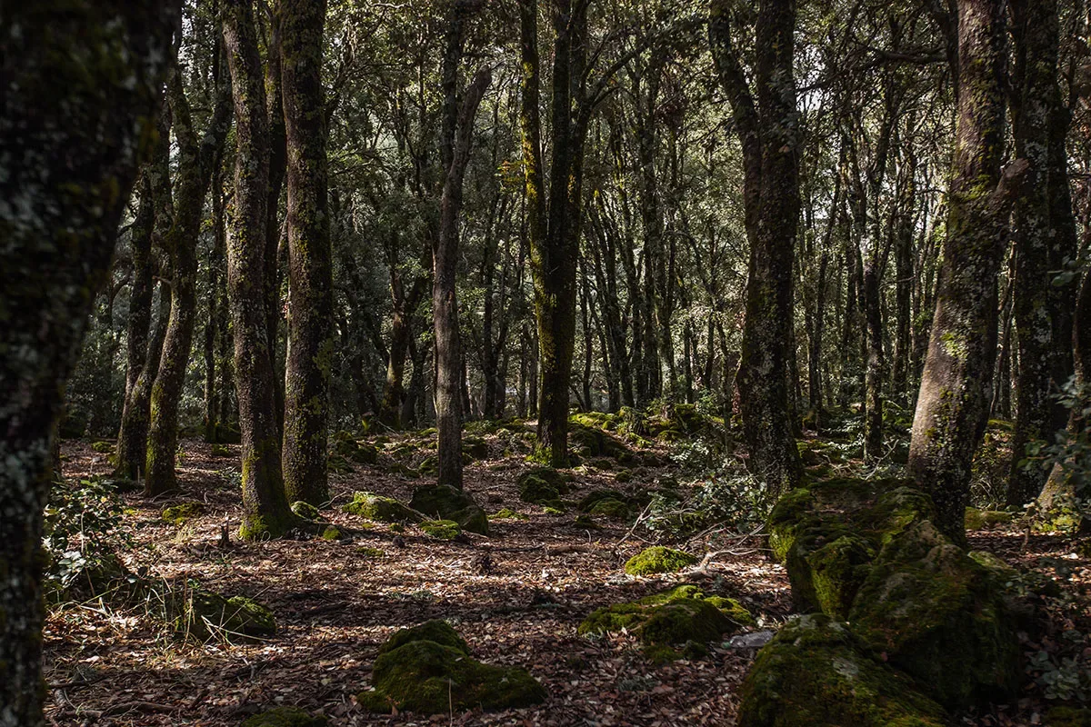 a forest.