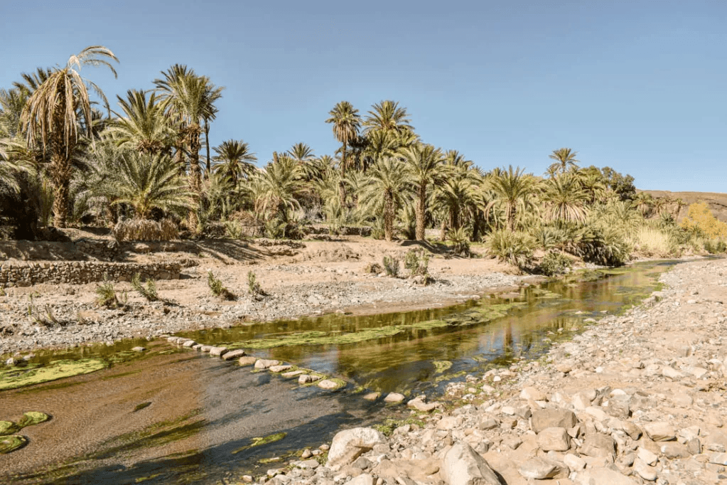 Oases Fires Devour 172,000 Palm Trees in Morocco Since 2009