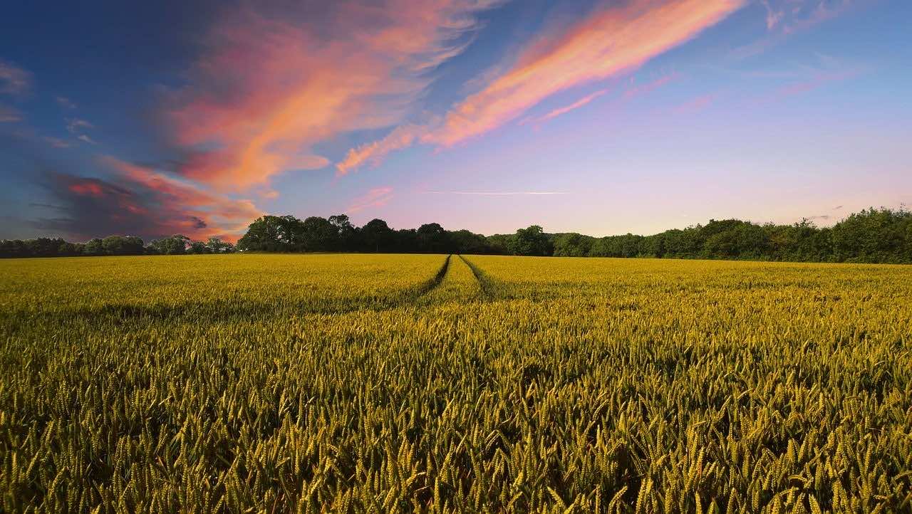 OCP Calls For Public-Private Ties to Build Sustainable Food Systems